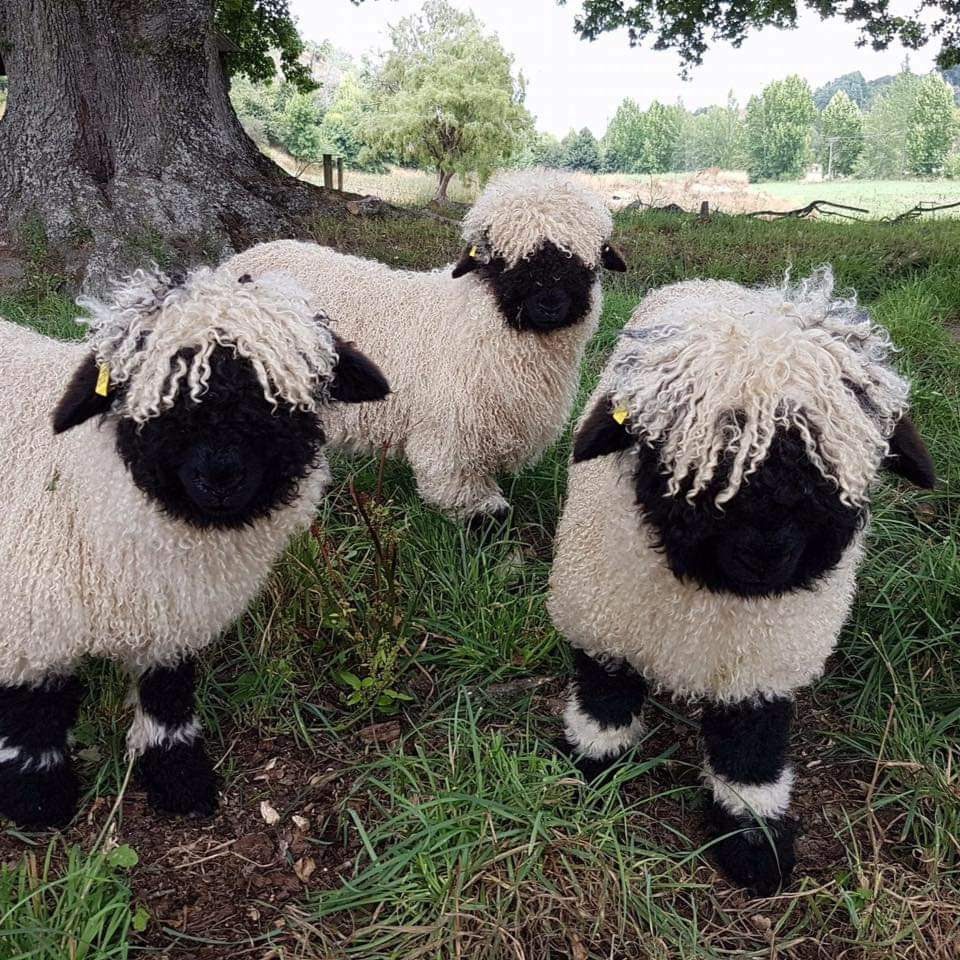 Photo of black faced sheep