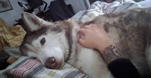 Husky being cuddled