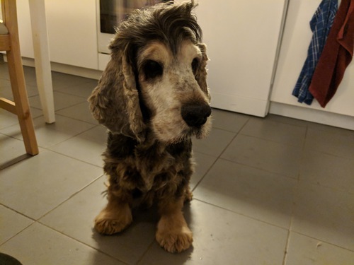 Cocker Spaniel in Kitchen