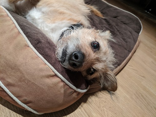 Dog looking at camera
