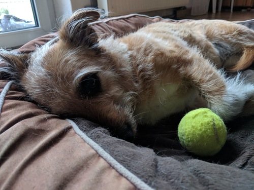 Dog with ball