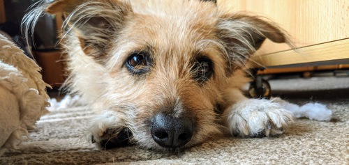 Dog